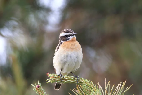 Whinchat Saxicola Rubetra — 图库照片