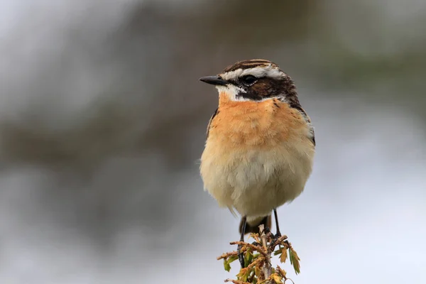 Whinchat Saxicola Rubetra 스웨덴 — 스톡 사진