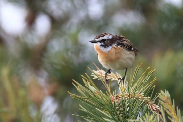 Whinchat Saxicola Rubetra Suecia — Foto de Stock