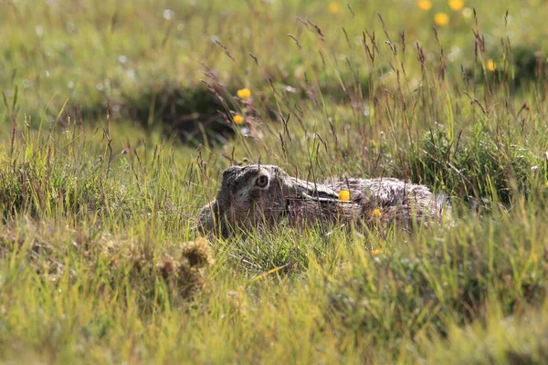 Європейський Коричневий Зайчик Lepus Europaeus — стокове фото