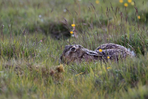 Lebre Castanha Europeia Lepus Europaeus — Fotografia de Stock