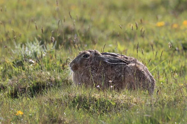 ヨーロッパの茶色のウサギ Lepus Europaeus — ストック写真