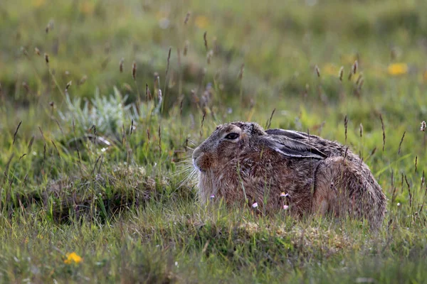 ヨーロッパの茶色のウサギ Lepus Europaeus — ストック写真