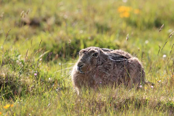 ヨーロッパの茶色のウサギ Lepus Europaeus — ストック写真