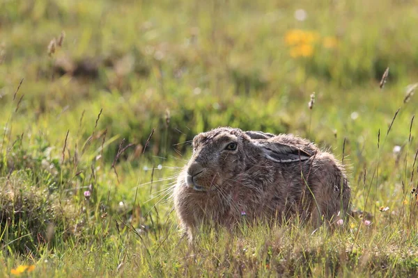 ヨーロッパの茶色のウサギ Lepus Europaeus — ストック写真