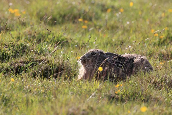 Lebre Castanha Europeia Lepus Europaeus — Fotografia de Stock