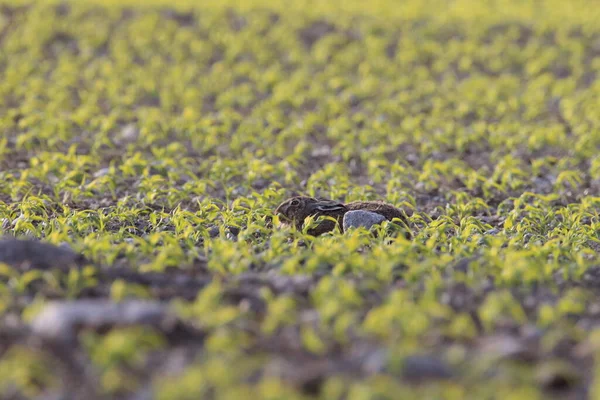 Liebre Parda Europea Lepus Europaeus — Foto de Stock