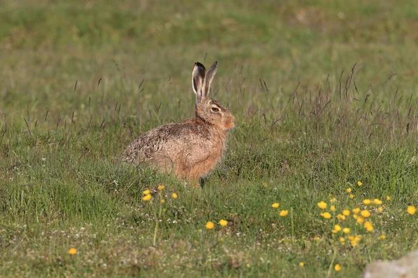 ヨーロッパの茶色のウサギ Lepus Europaeus — ストック写真