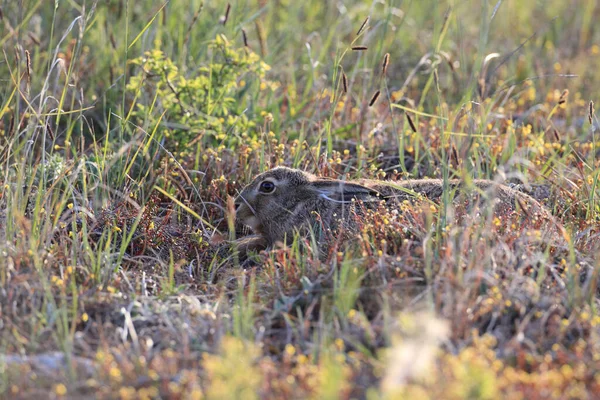 ヨーロッパの茶色のウサギ Lepus Europaeus — ストック写真