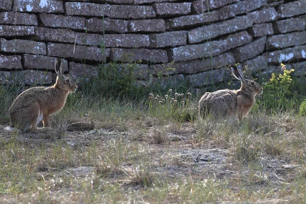 Европейский Коричневый Заяц Lepus Europaeus — стоковое фото