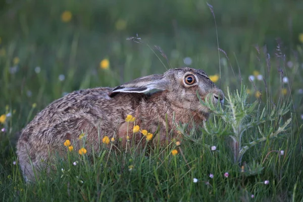 ヨーロッパの茶色のウサギ Lepus Europaeus — ストック写真