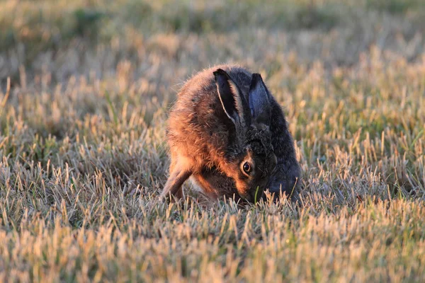 ヨーロッパの茶色のウサギ Lepus Europaeus — ストック写真