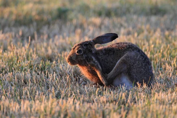 ヨーロッパの茶色のウサギ Lepus Europaeus — ストック写真