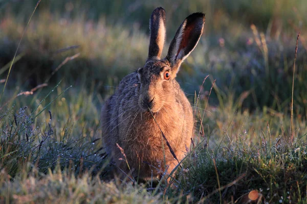 Lebre Castanha Europeia Lepus Europaeus — Fotografia de Stock