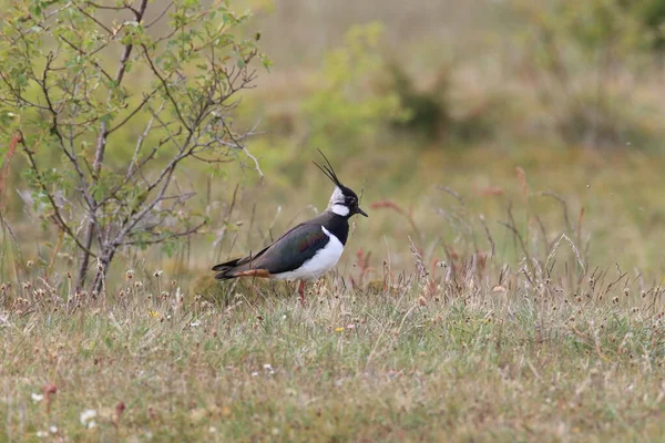 Northern Lapwing Vanellus Vanellus Sweden — стокове фото