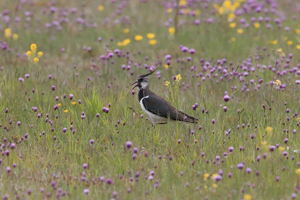 Northern Lapwing Vanellus Vanellus Suécia — Fotografia de Stock