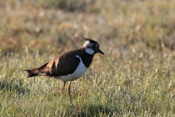 Northern Lapwing Vanellus Vanellus Suécia — Fotografia de Stock