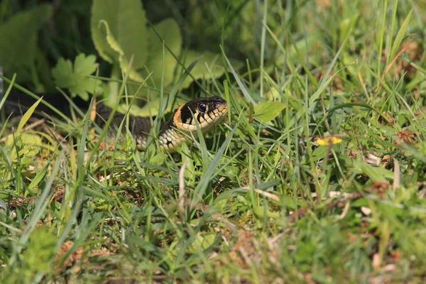 Fűkígyó Natrix Natrix Svédország — Stock Fotó