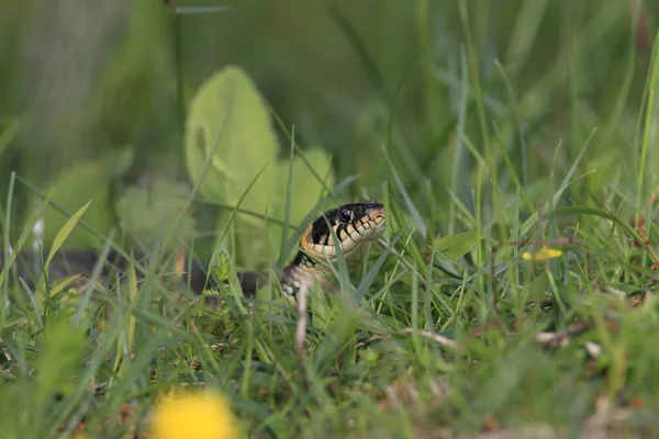 Grass Snake Natrix Natrix Suécia — Fotografia de Stock