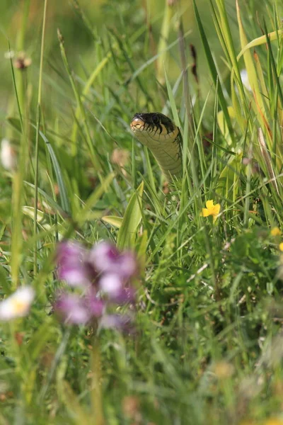 Çimen Yılanı Natrix Natrix Sveç — Stok fotoğraf