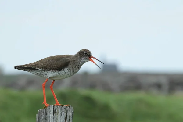 Common Redshank Simply Redshank Tringa Totanus Iceland — Stock Photo, Image