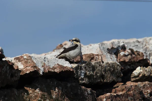 Northern Wheatear Wheatear Oenanthe Oenanthe Sweden — Stock Photo, Image