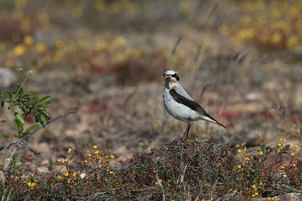 Northern Wheatear Wheatear Oenanthe Oenanthe Suécia — Fotografia de Stock