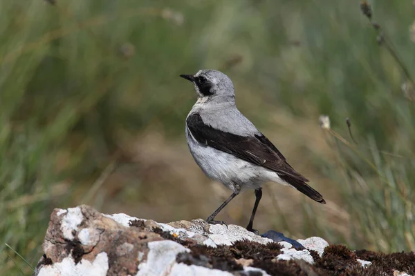 Northern Wheatear Wheatear Oenanthe Oenanthe Suécia — Fotografia de Stock