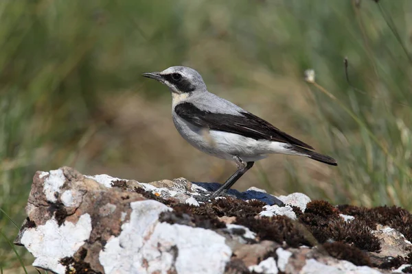 Northern Wheatear Wheatear Oenanthe Oenanthe Sweden — Stock Photo, Image