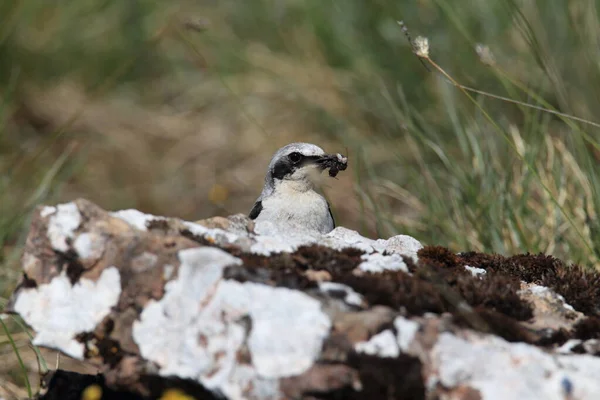 Northern Wheatear Wheatear Oenanthe Oenanthe Sweden — Stock Photo, Image