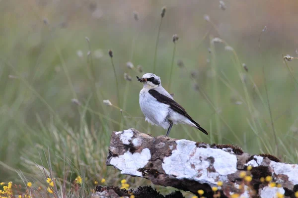 Northern Wheatear Wheatear Oenanthe Oenanthe Sweden — Stock Photo, Image