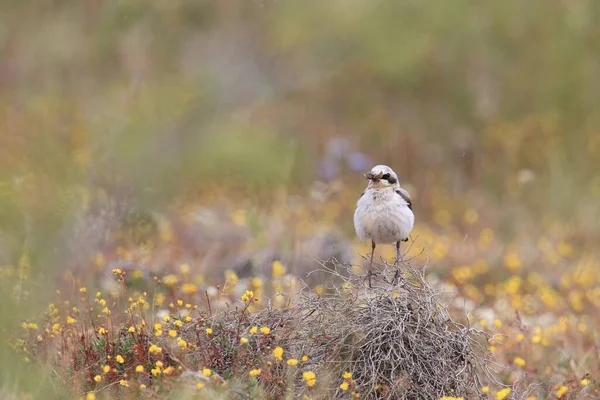 Northern Wheatear Wheatear Oenanthe Oenanthe Sweden — Stock Photo, Image