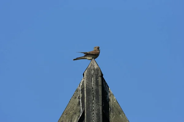 Common Kestrel Falco Tinnunculus Natural Habitat Sweden — Stock Photo, Image