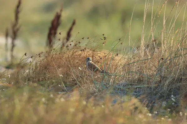 Turmfalke Falco Tinnunculus Natürlichen Lebensraum Schweden — Stockfoto