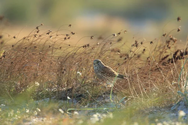 Crécerelle Commun Falco Tinnunculus Dans Habitat Naturel Suède — Photo