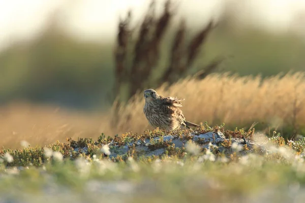 Cernícalo Común Falco Tinnunculus Hábitat Natural Suecia — Foto de Stock