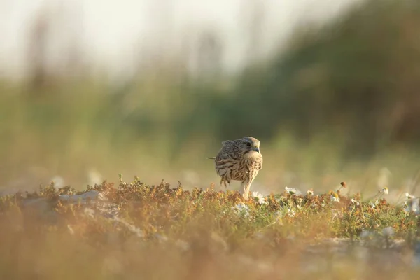 Cernícalo Común Falco Tinnunculus Hábitat Natural Suecia — Foto de Stock