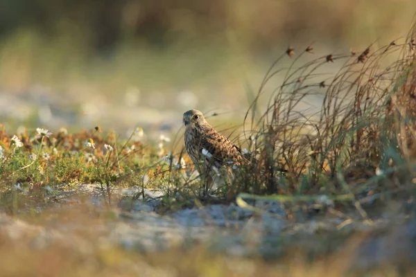 Doğal Yaşam Alanı Sveç Yaygın Kerkenez Falco Tinnunculus — Stok fotoğraf