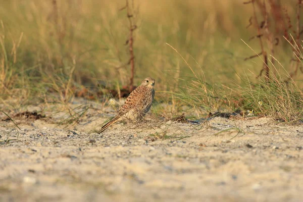 Cernícalo Común Falco Tinnunculus Hábitat Natural Suecia — Foto de Stock