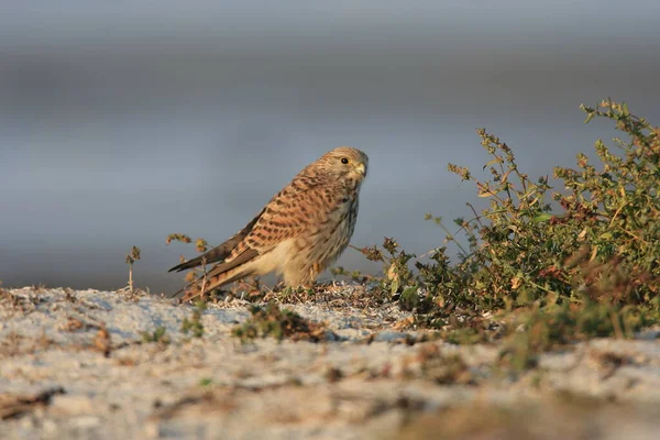 Cernícalo Común Falco Tinnunculus Hábitat Natural Suecia — Foto de Stock