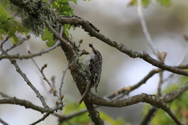 Treecreeper Eurasiatico Treecreeper Comune Certhia Familiaris Nell Habitat Naturale Svezia — Foto Stock