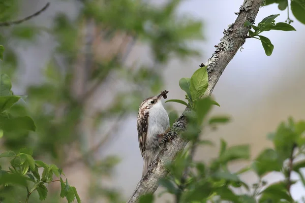 Eurasiska Trädgårdsmästare Eller Trädgårdsmästare Certhia Familiaris Den Naturliga Livsmiljön Sverige — Stockfoto