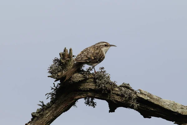 Eurasischer Baumwächter Oder Gemeiner Baumwächter Certhia Familiaris Natürlichen Lebensraum Schweden — Stockfoto