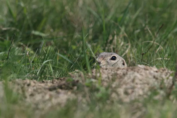 Ευρωπαϊκός Σκίουρος Εδάφους Spermophilus Citellus Rana Τσεχική Δημοκρατία — Φωτογραφία Αρχείου