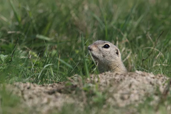 Європейська Земляна Білка Spermophilus Citellus Рана Чеська Республіка — стокове фото