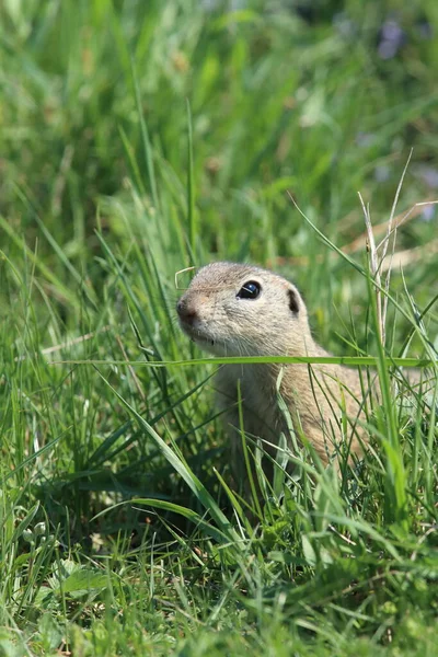 Ardilla Terrestre Europea Spermophilus Citellus Rana República Checa — Foto de Stock