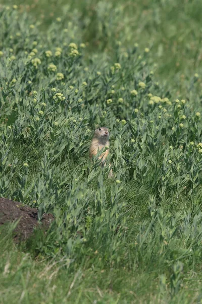 European Ground Squirrel Spermophilus Citellus Rana Czech Republic — Stock Photo, Image