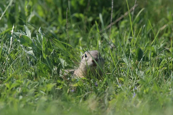 Ευρωπαϊκός Σκίουρος Εδάφους Spermophilus Citellus Rana Τσεχική Δημοκρατία — Φωτογραφία Αρχείου