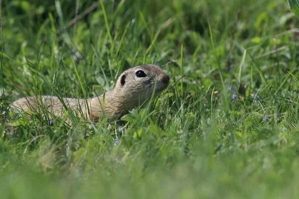 Ardilla Terrestre Europea Spermophilus Citellus Rana República Checa — Foto de Stock