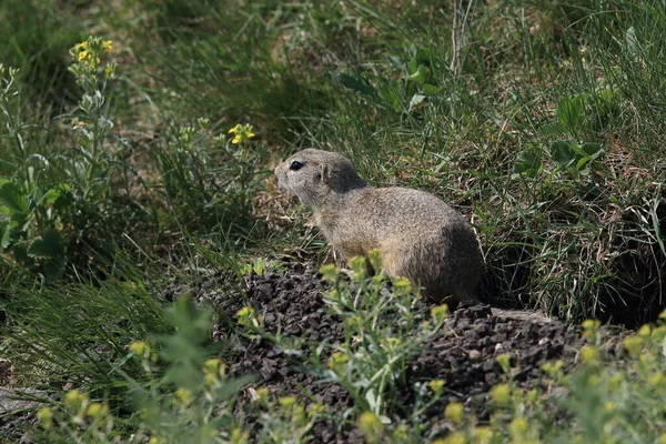 Esquilo Terrestre Europeu Spermophilus Citellus Rana República Checa — Fotografia de Stock